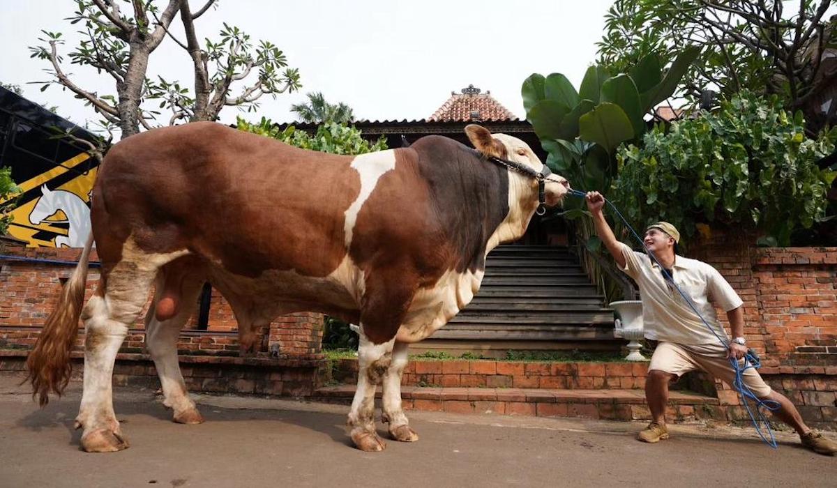 Irfan Hakim ajak ngobrol sapi sebelum dipotong