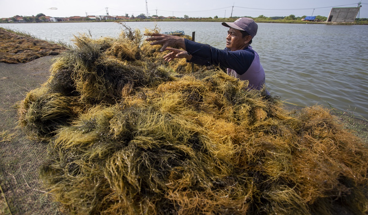 Petambak memanen rumput laut di Desa Pabean Udik, Indramayu, Jawa Barat.
