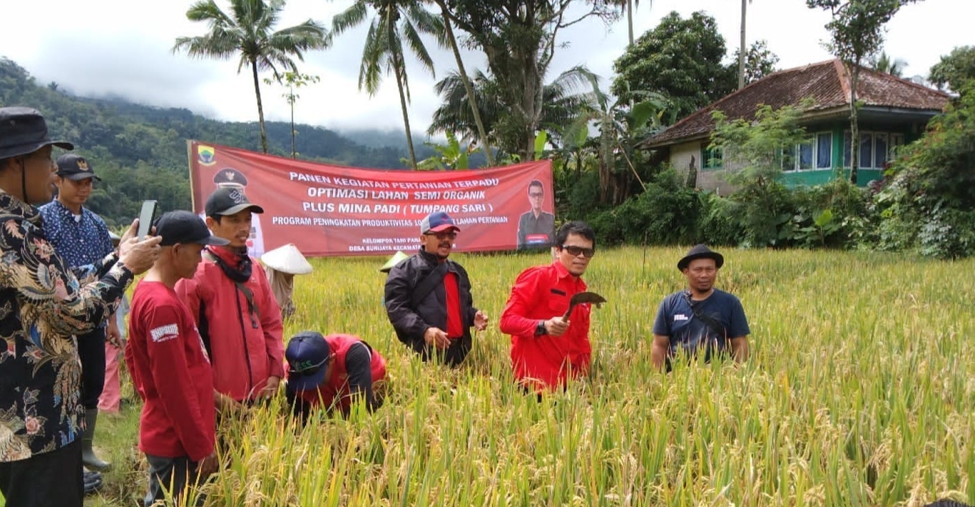 Pemkab Cianjur Dorong BUM-Des Serap Gabah Petani Hadapi Krisis Pangan