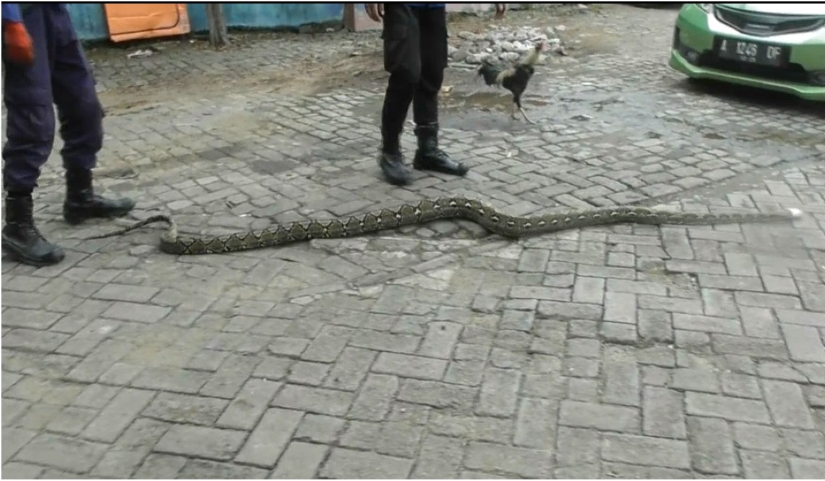 Petugas pemadam kebakaran menangkap ular piton.