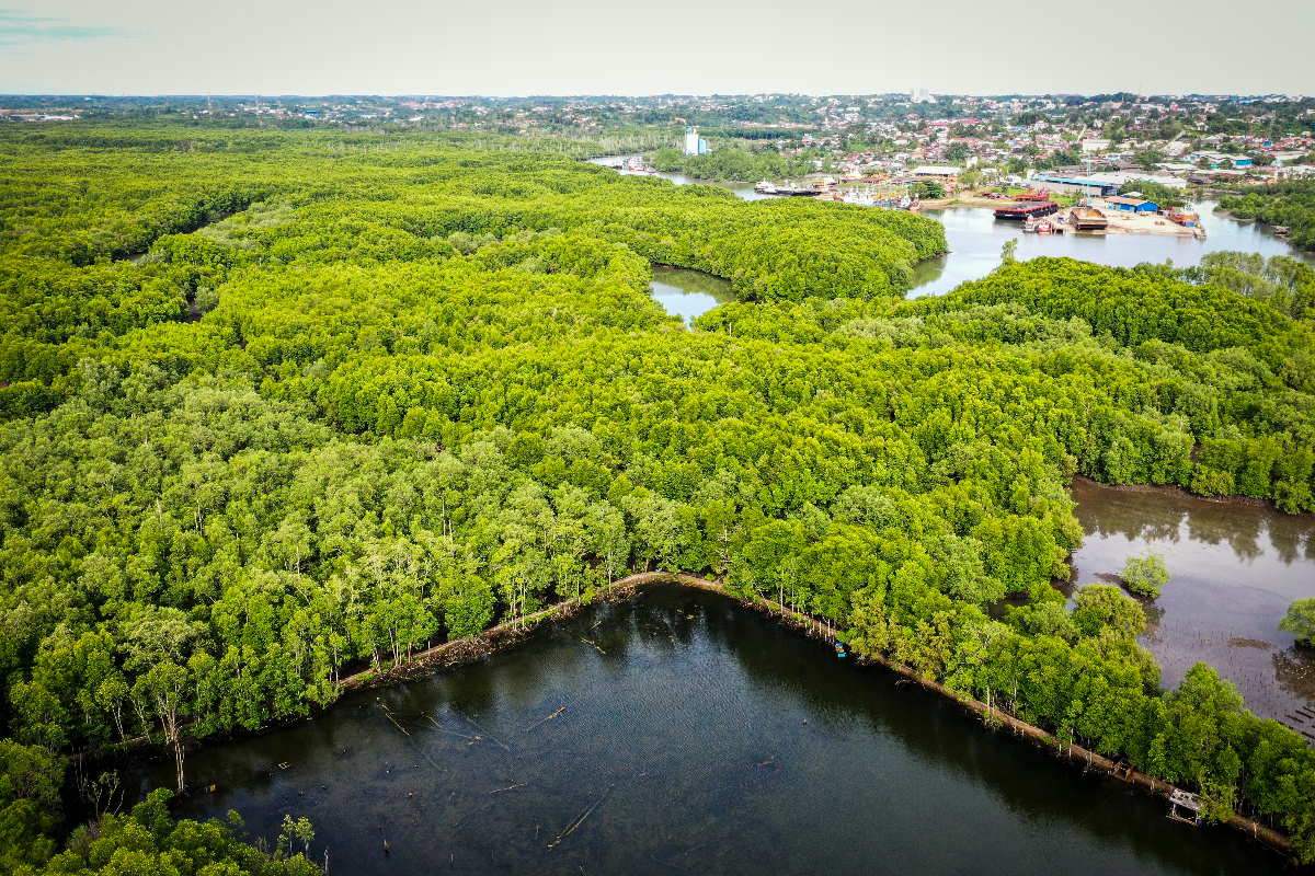 Foto udara hutan mangrove Teluk Balikpapan, Kariangau, Kalimantan Timur