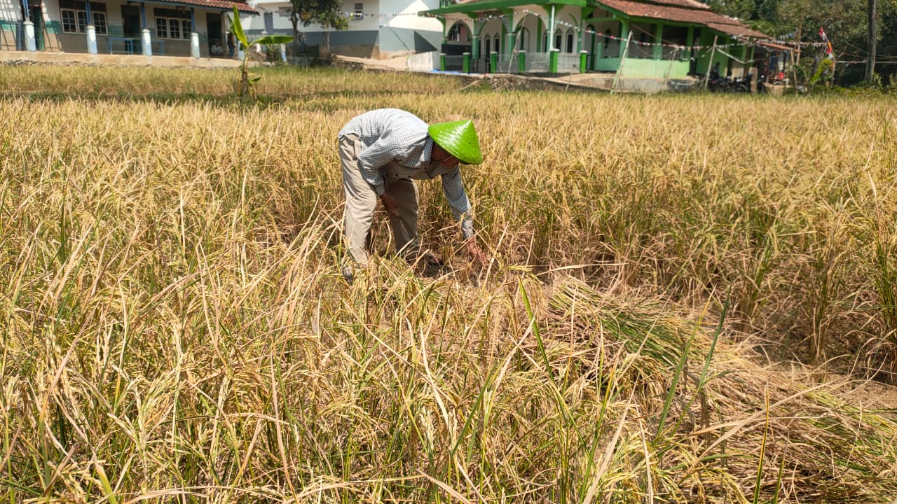 Seorang petani di Cianjur tengah memanen padi