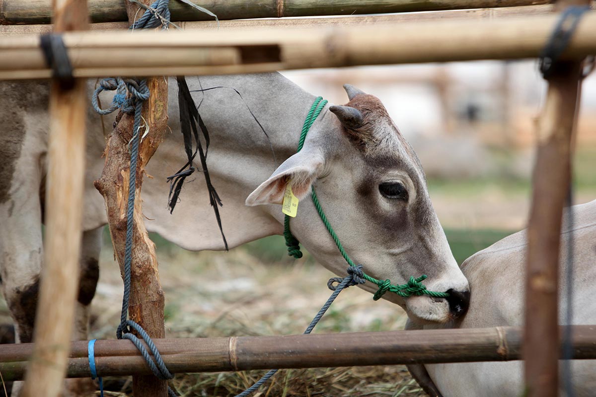Jelang Idul Adha, Peternak Sapi di Cirebon Kebanjiran Pesanan