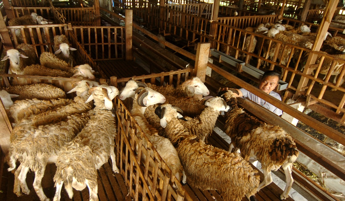 Ilustrasi--Peternak merawat kambing untuk kurban di Kandang ternak Desa Jatimulya, Kabupaten Tegal, Jawa Tengah.