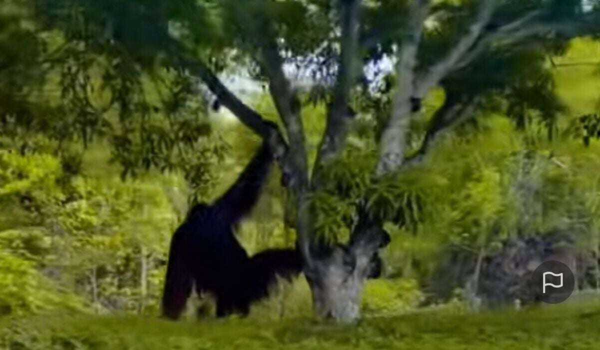 Viral, Orang Utan Asik Main di Taman Perumahan Komplek LNG Bontang.