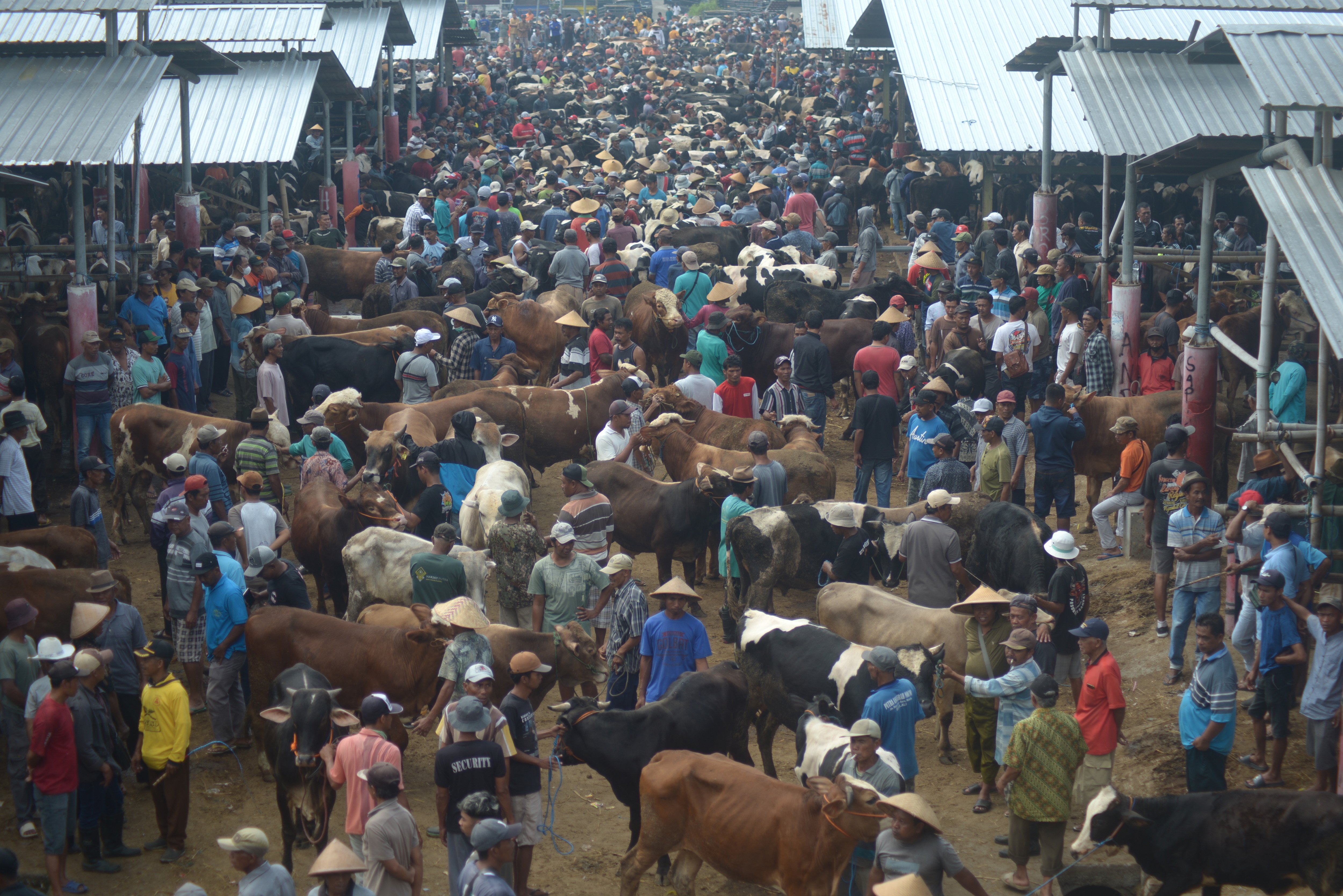 Pedagang dan pembeli hewan ternak memadati pasar menjelang Idul Adha
