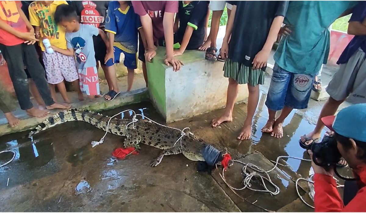 Buaya yang ditangkap warga.
