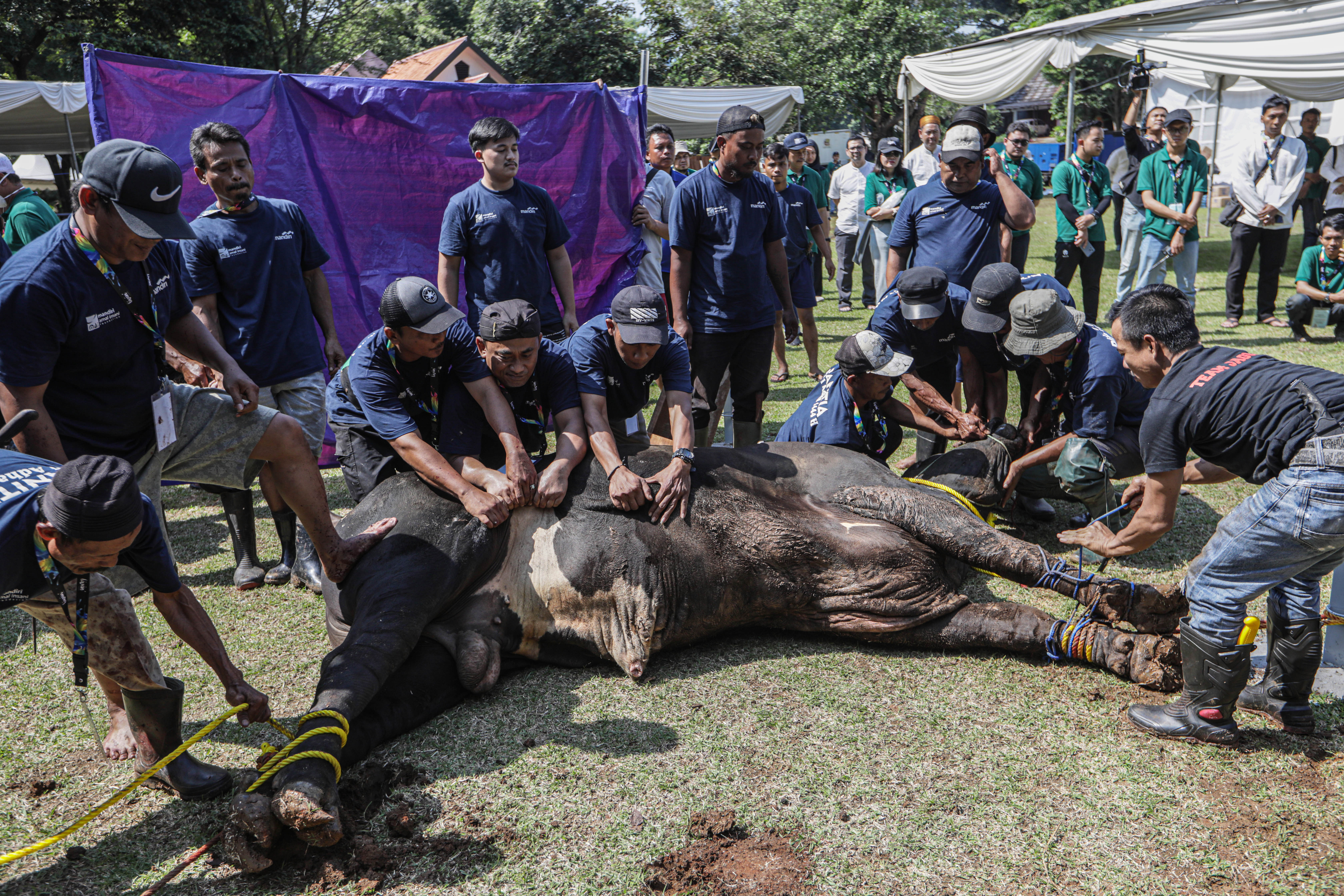 Petugas melakukan pemotongan hewan kurban. 