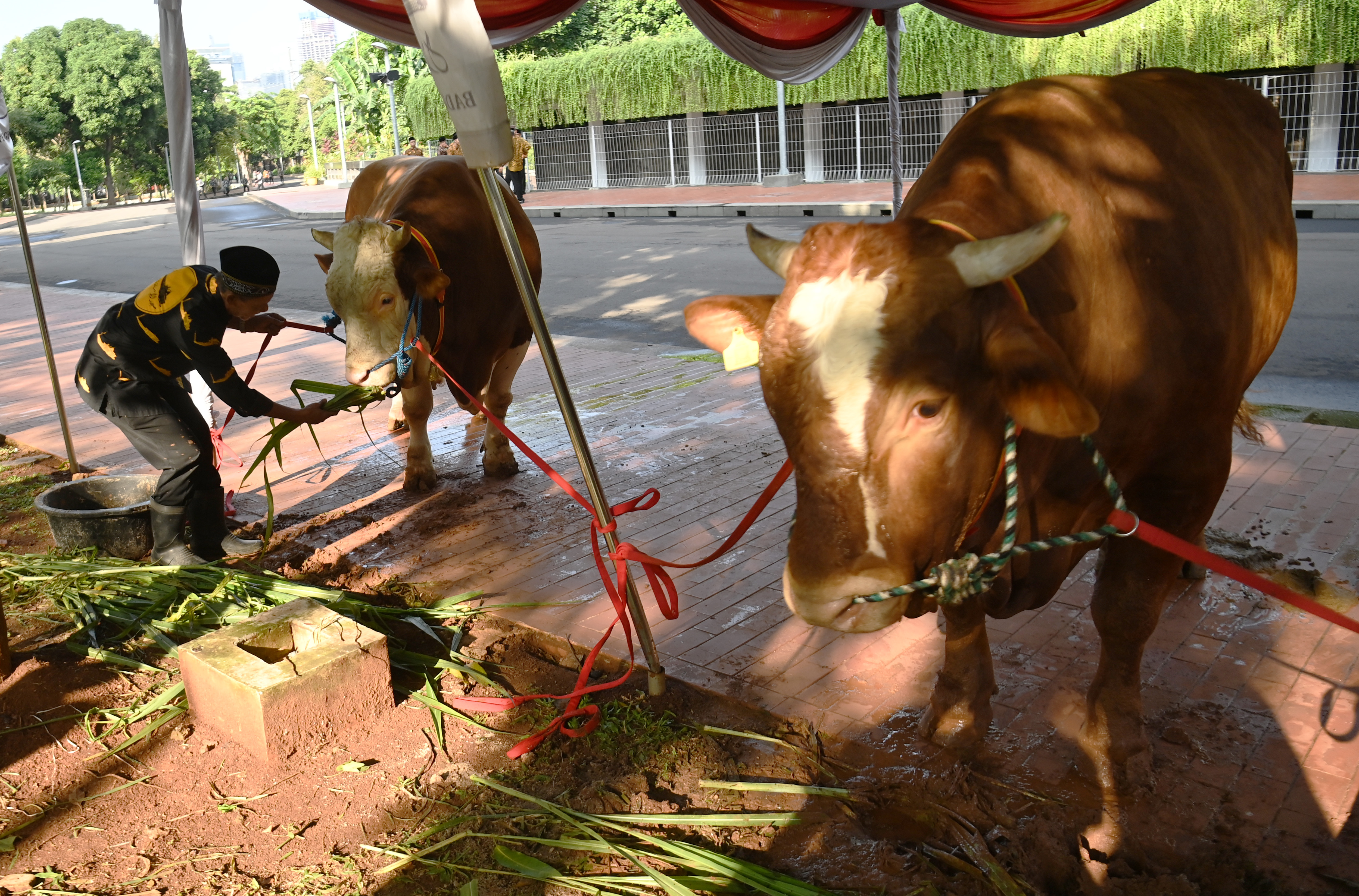 Petugas memberi makan sapi kurban milik Presiden Joko Widodo