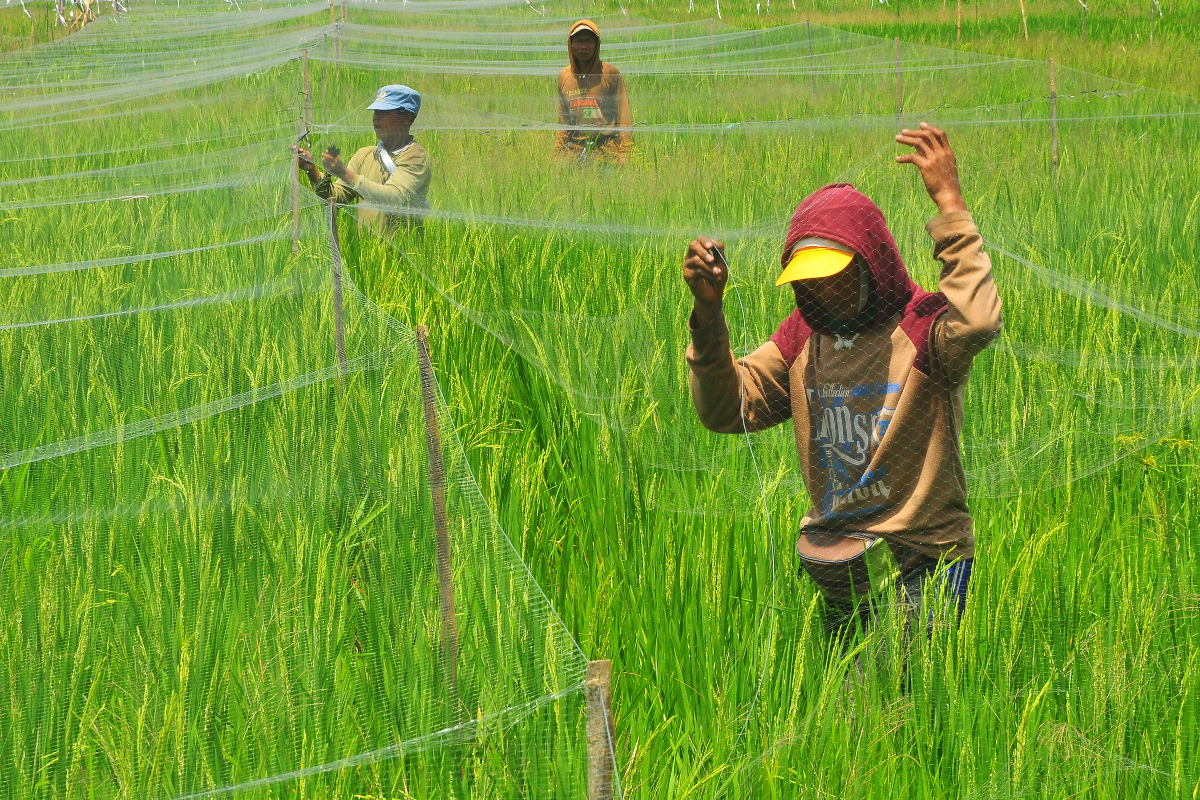 Petani memasang jaring penghalau hama burung pipit pemakan padi di persawahan Desa Tanjungkarang, Jati, Kudus, Jawa Tengah, Kamis (1/2/2024)