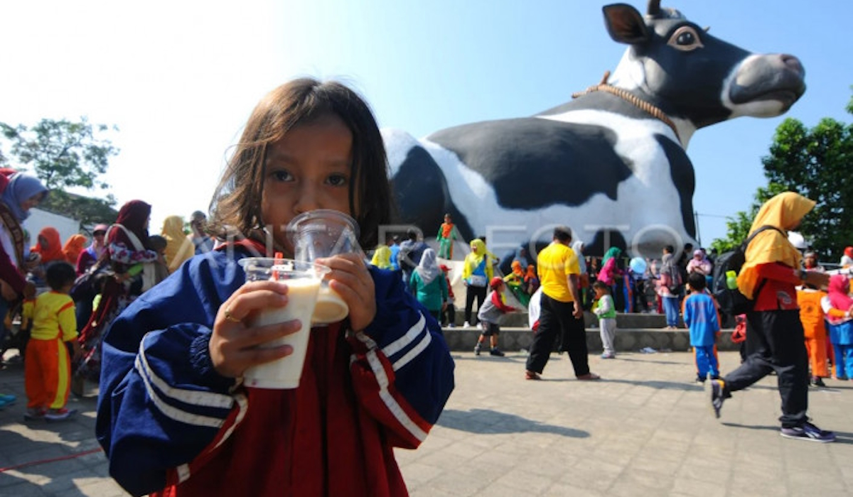 Ilustrasi: seorang anak meminum susu segar saat aksi gerakan minum susu di Boyolali, Jawa Tengah.