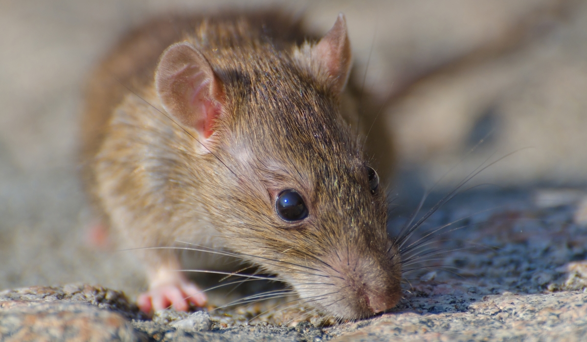 20 Kasus Leptospirosis Ditemukan sepanjang 2024 di Sleman, 3 Meninggal Dunia