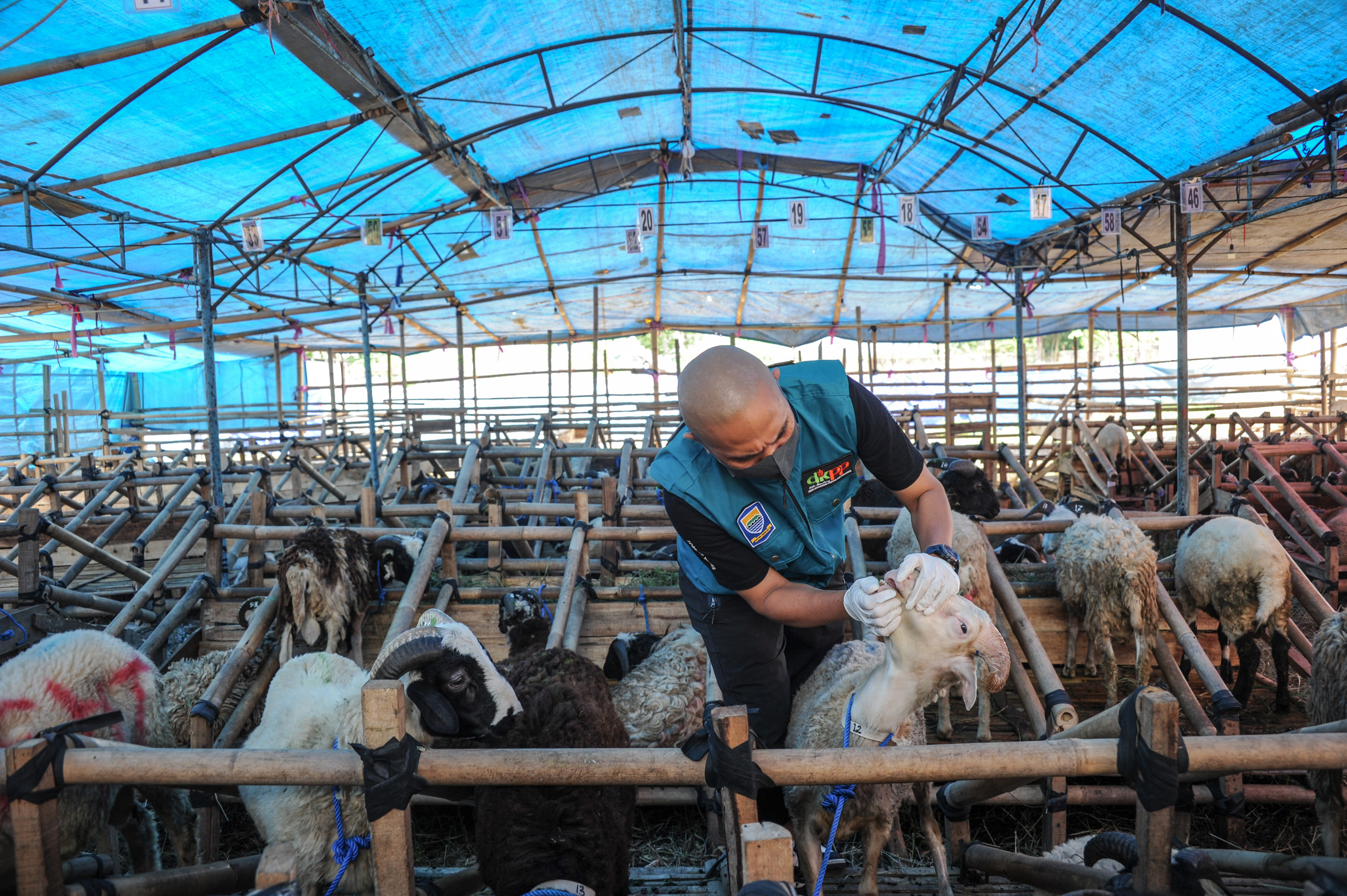 Petugas tengah memeriksa kesehatan hewan kurban di Bandung. 