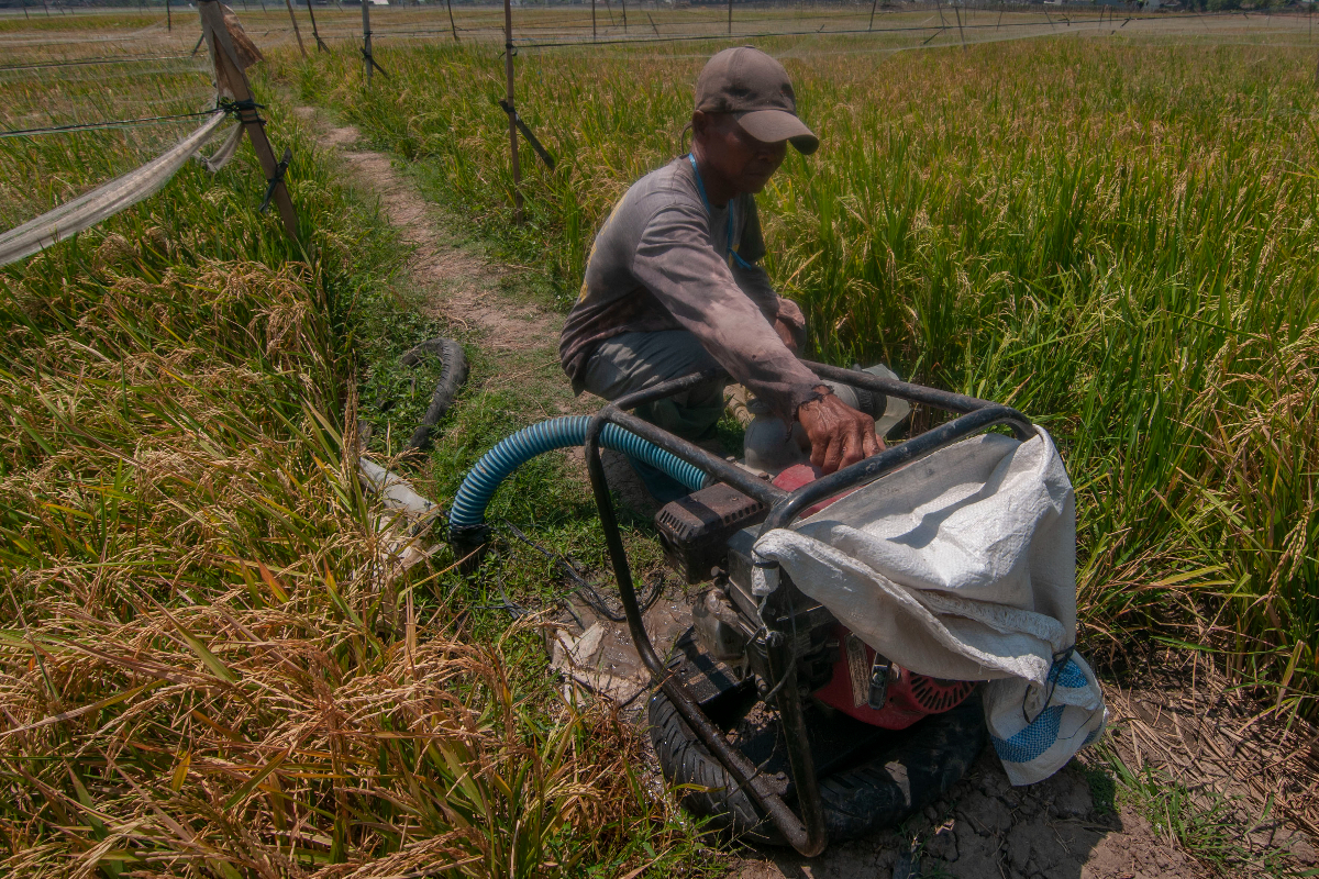 Menurut Petani beban biaya untuk mengairi lahan pertanian padi pada musim kemarau meningkat, biasanya tidak mengeluarkan biaya karena salura
