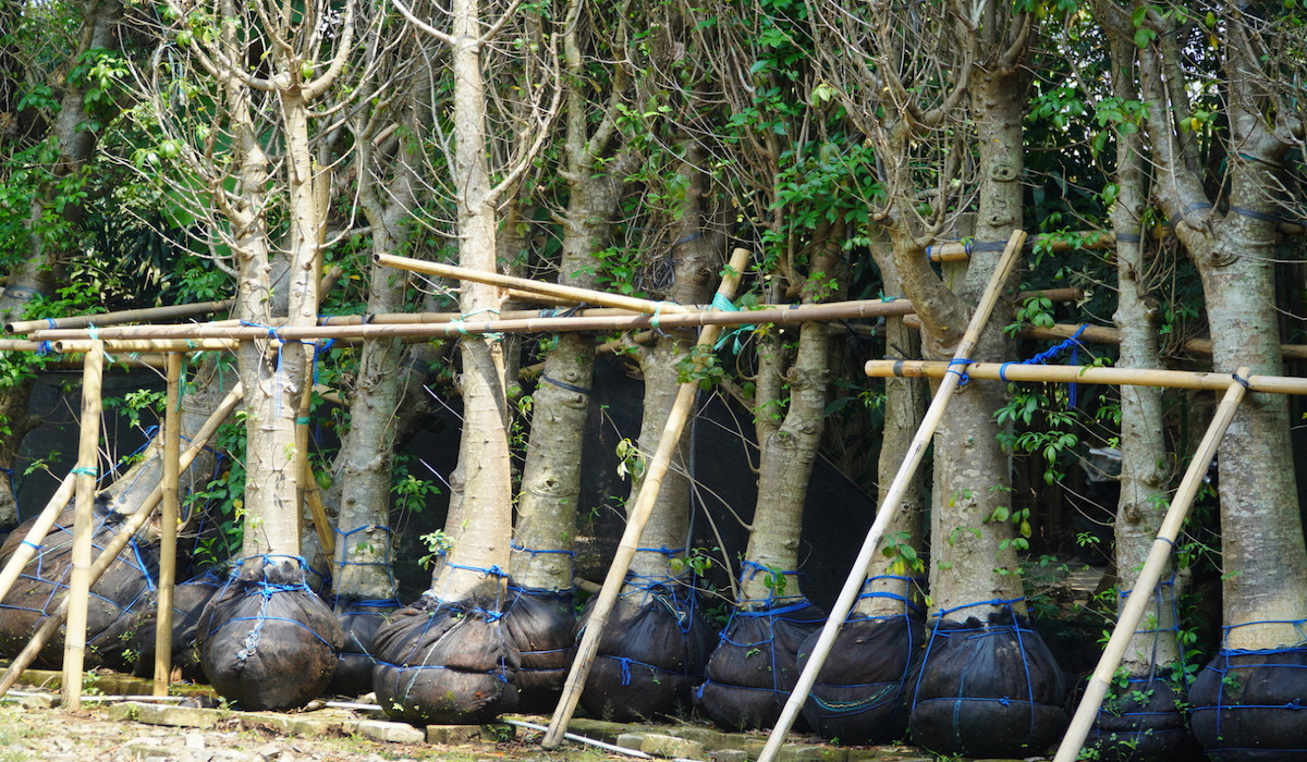 Ekspor perdana UMKM ke Jepang diasistensi Bea Cukai