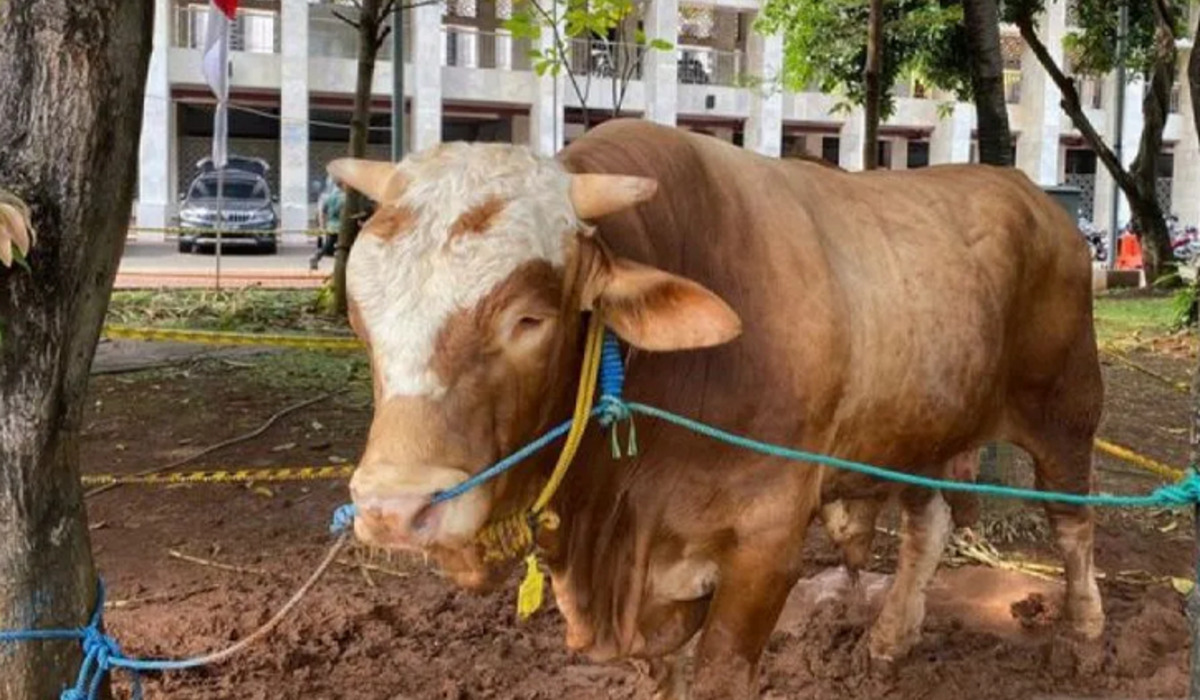 Sapi kurban sumbangan Gereja Katedral Jakarta ke MAsjid Istiqlal.
