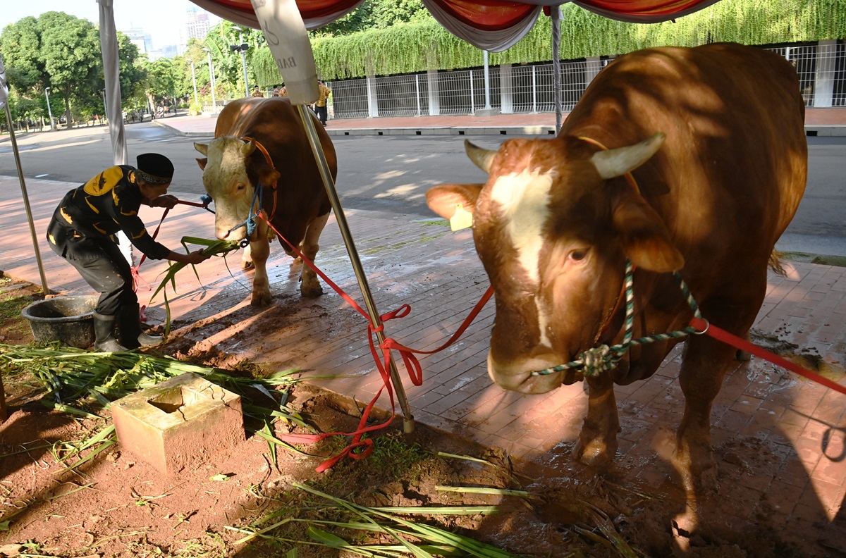 Masjid Istiqlal Terima 62 Hewan Kurban pada Idul Adha