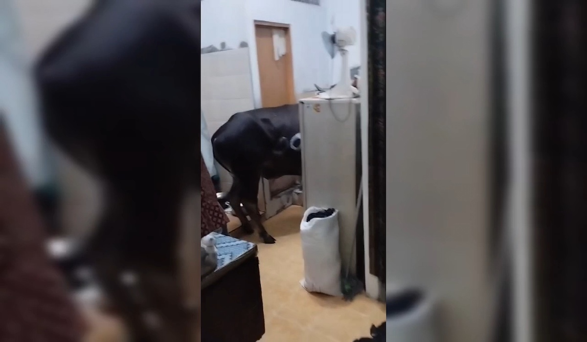 Sapi kurban melarikan diri