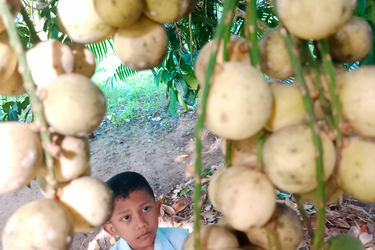 5 Manfaat Buah Duku bagi Kesehatan Tubuh