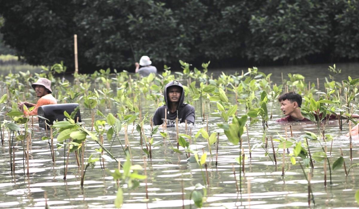 Warga Muara Gembong menanam mangrove