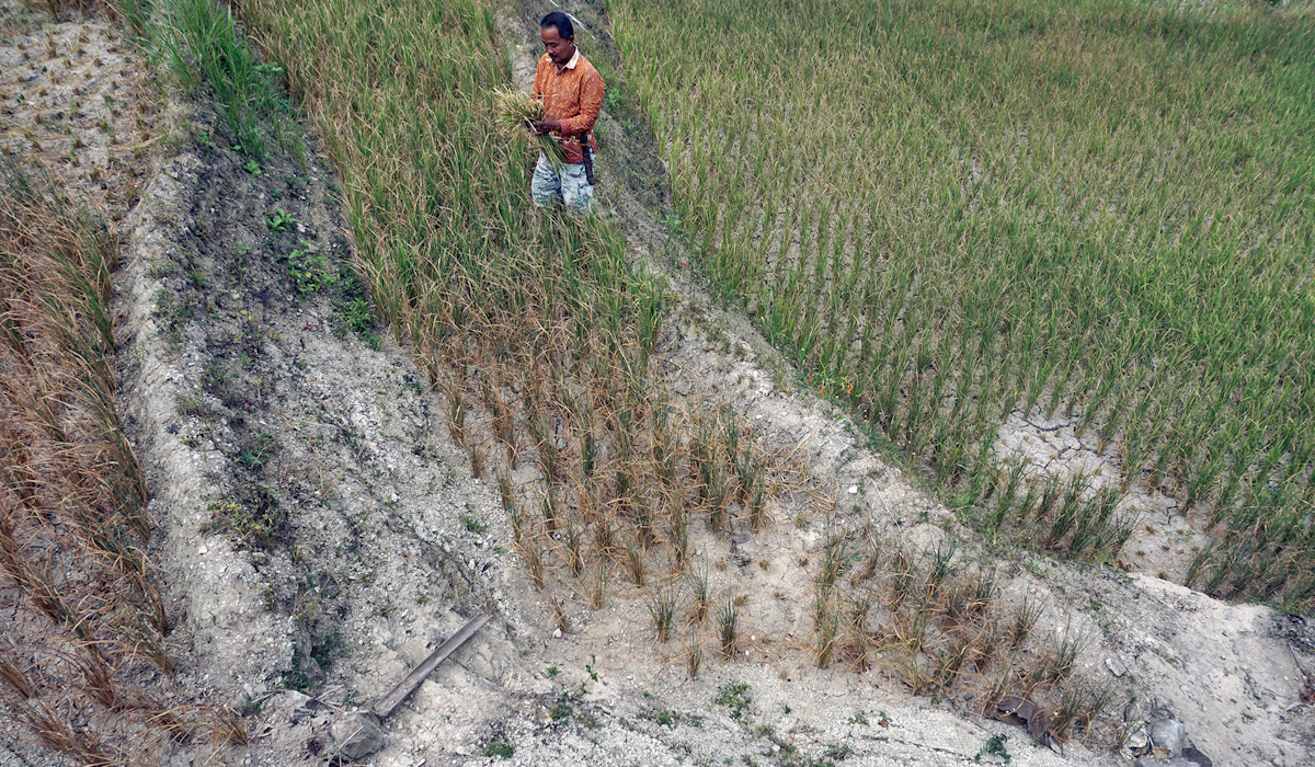 Ilustrasi Padi yang puso akibat kekeringan 