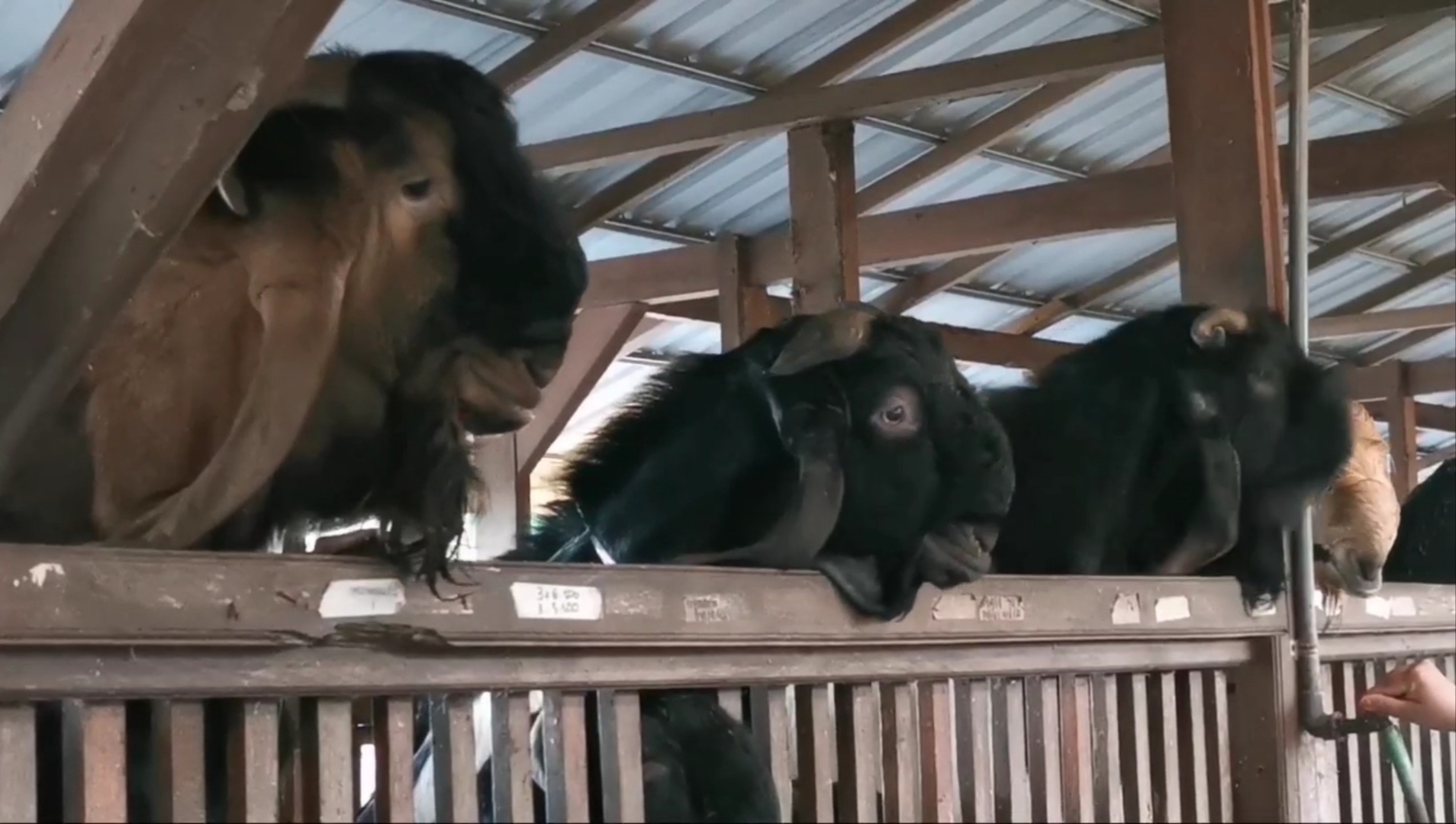  Kandang kambing kurban