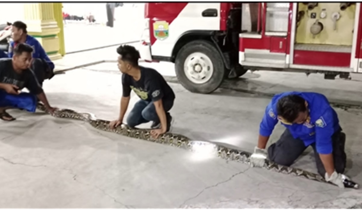Ular sanca yang ditangkap petugas.
