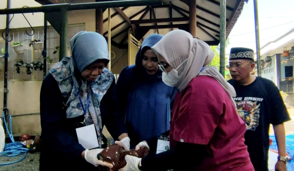 Ilustrasi pemeriksaan pada hati hewan kurban jenis sapi.