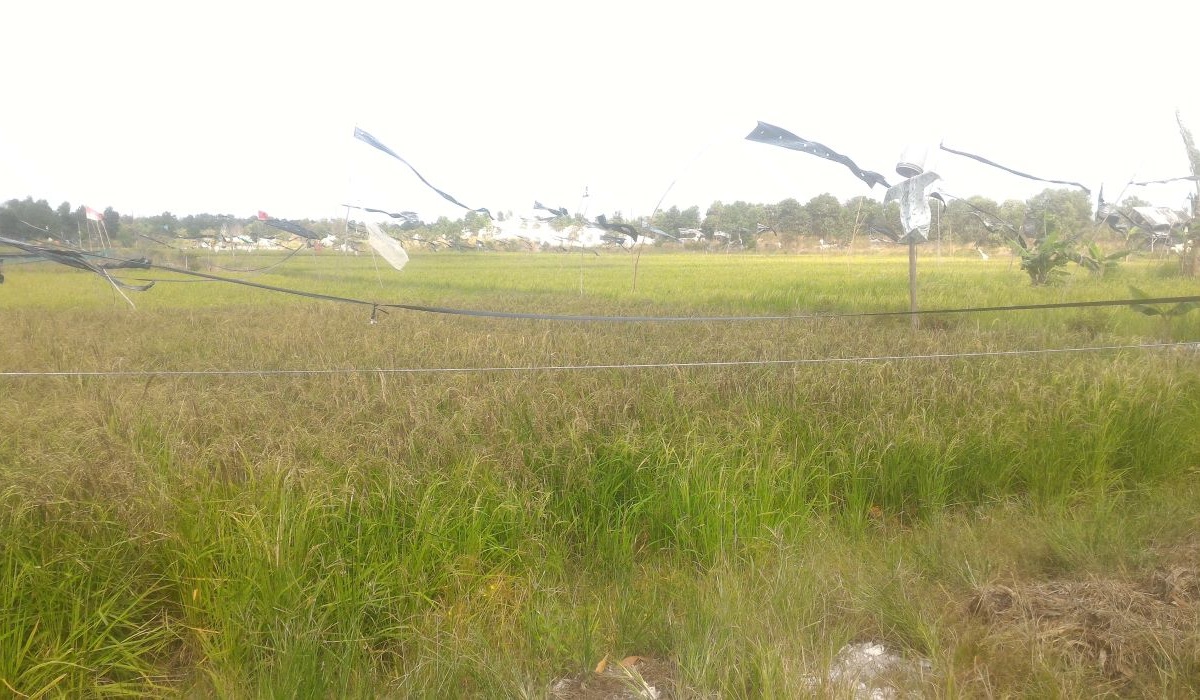  Lahan persawahan eks penambang pasir timah di Desa Matras, Sungailiat, Kabupaten Bangka.