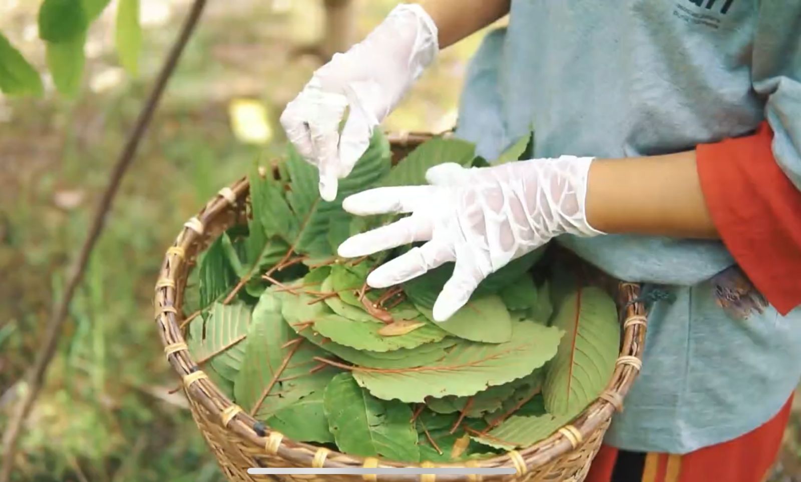 Petani mengumpulkan daun kratom ke dalam keranjang. 
