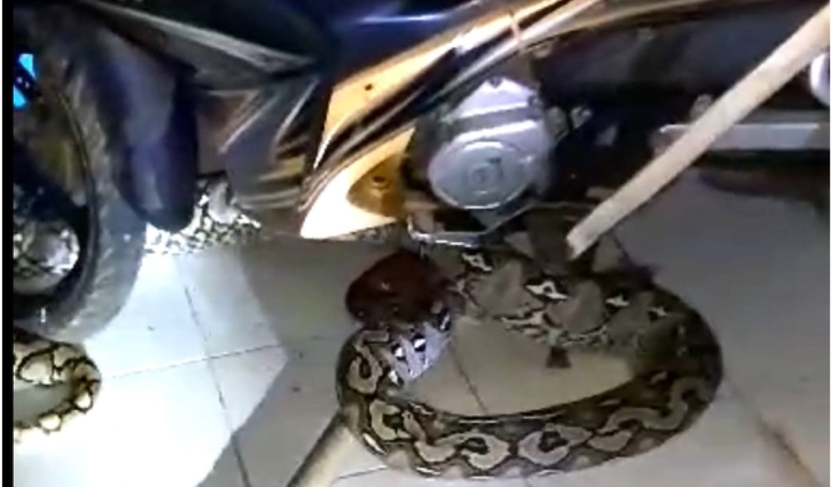 Ular yang terjebak di ban sepeda motor.