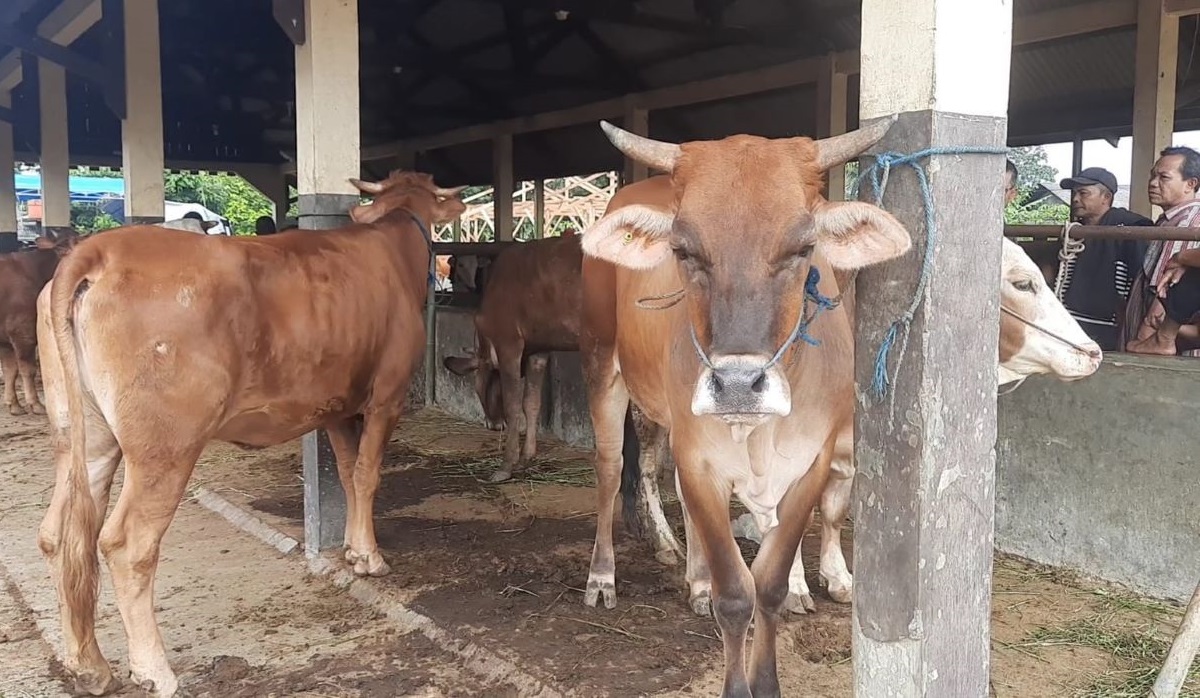 Hukum Berkurban untuk Sendiri dan Orang Lain dalam Empat Mazhab