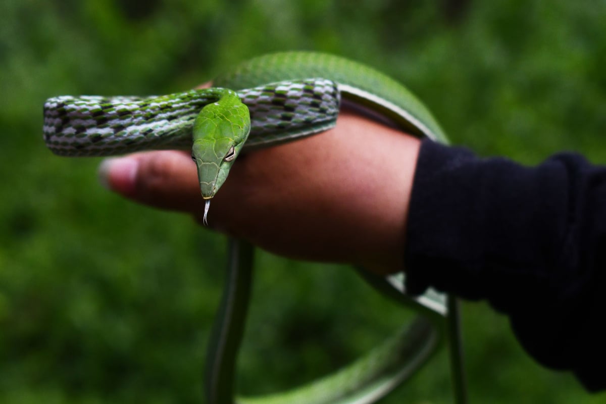 Seorang relawan Exotic Animal Lovers (Exalos) Indonesia memperlihatkan seekor ular Pucuk (Ahaetulla prasina) sebelum dilepasliarkan di kawas