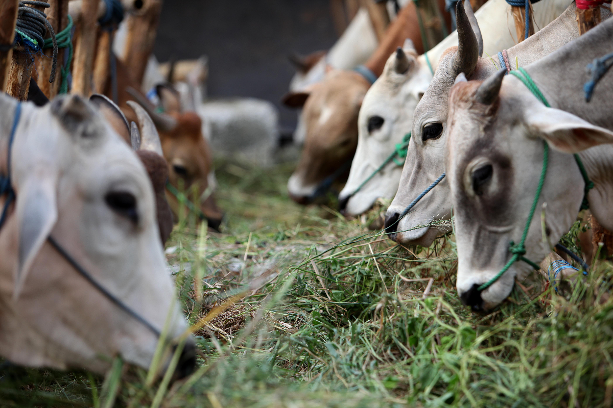 Sapi-sapi hewan qurban asal Bima dijual di tanah lapang kawasan Rasuna, Jakarta, Selasa (21/5/2024). Sejumlah pedagang sapi hewan qurban sem