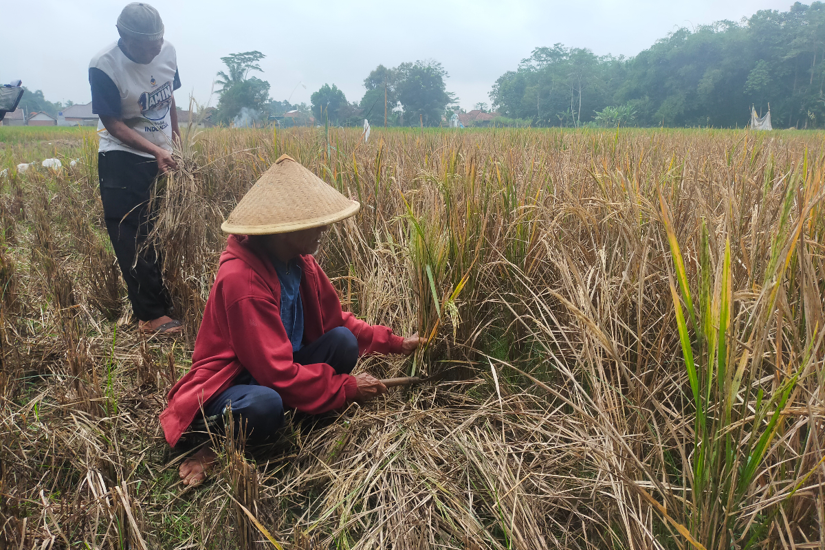 Ubad Subradio, petani warga Kampung Ciwaas Depok, Kelurahan Sukahuripmengeluhkan lahan padi seluas 70 bata yang akan dipanen gagal panen ter