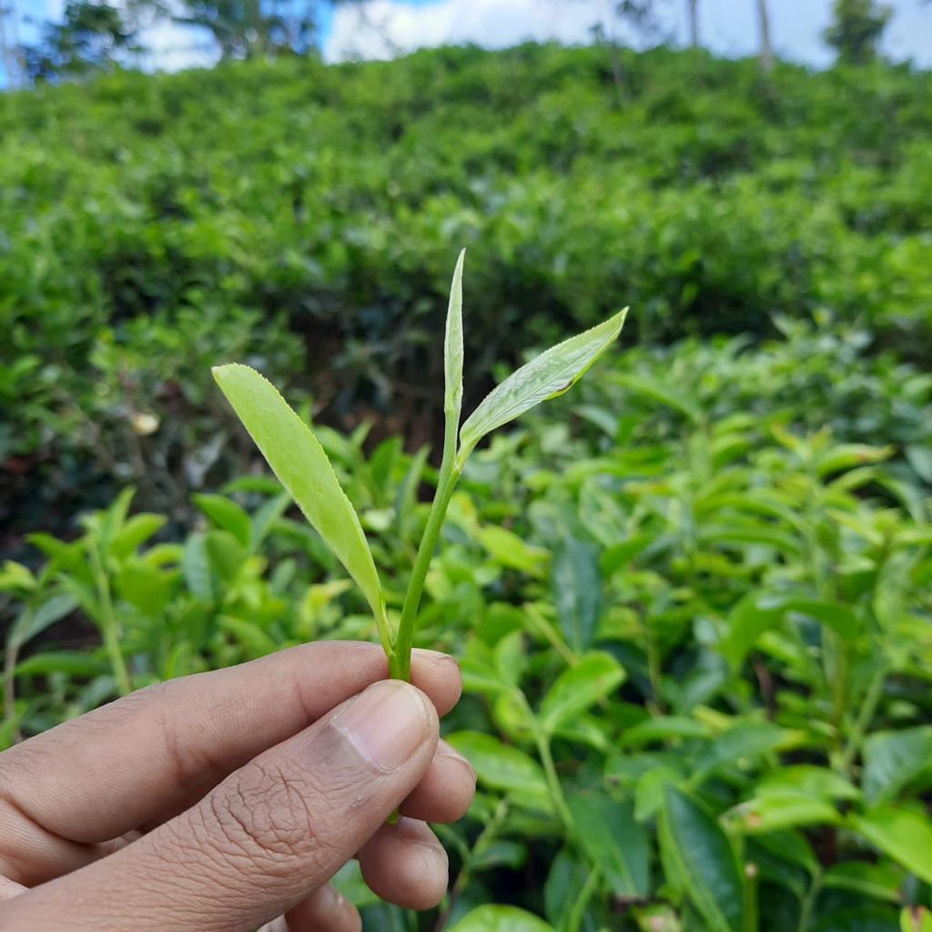 Kawasan perkebunan teh di Taraju dan Bojonggambir, Kabupaten Tasikmalaya. 