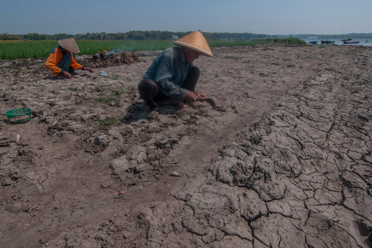 Warga menanam benih kacang pada lahan di Waduk Cengklik, Ngemplak, Boyolali, Jawa Tenga