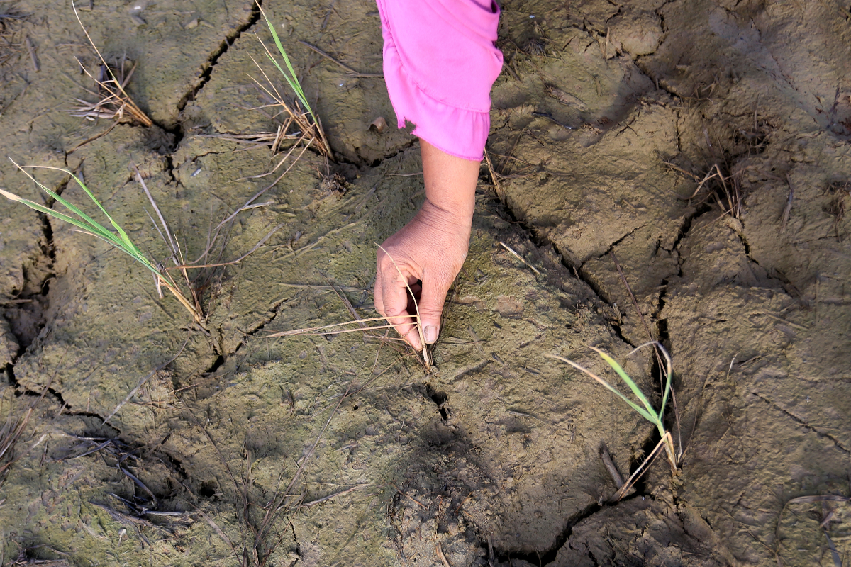 Seorang petani menunjukkan tanaman padi berumur sekitar satu bulan mati akibat kekeringan di area persawahan