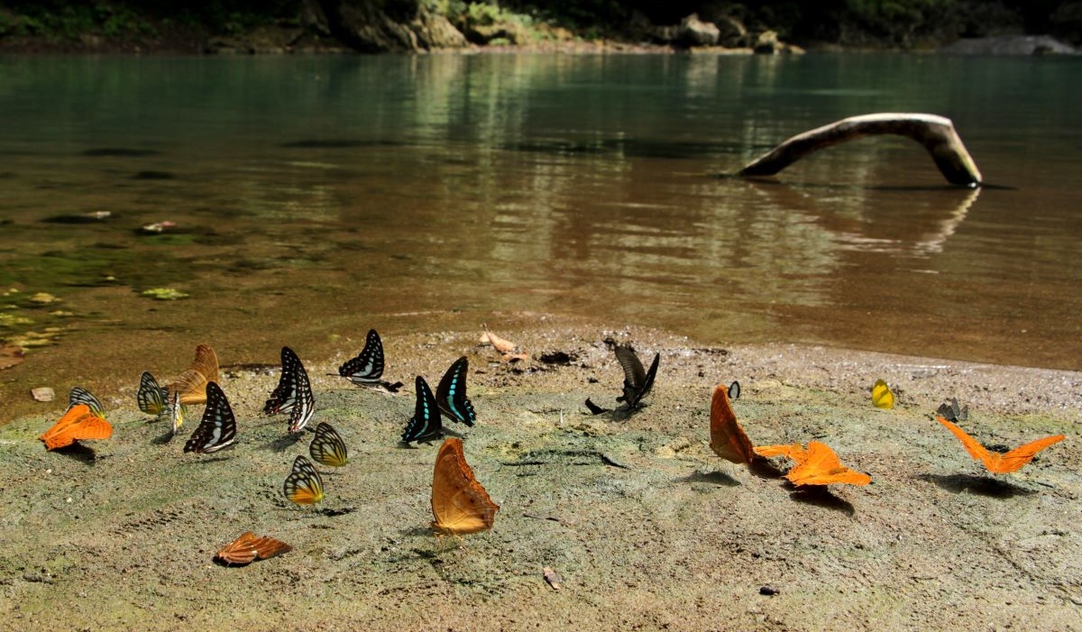 Berbagai jenis kupu-kupu hinggap di pinggir Danau Kassi Kebo di area Taman Wisata Alam (TWA) Bantimurung, Kabupaten Maros, Sulawesi Selatan.