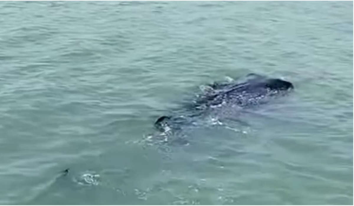 Hiu paus yang direkam warga.