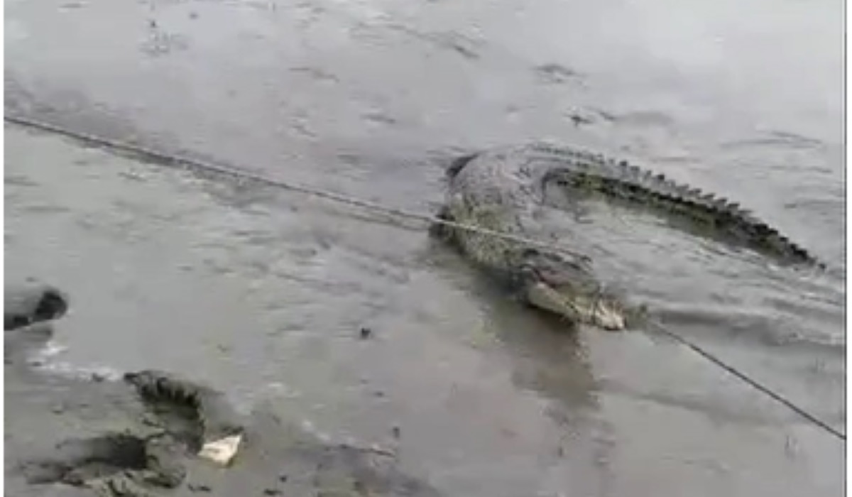 Saat buaya ditangkap warga.