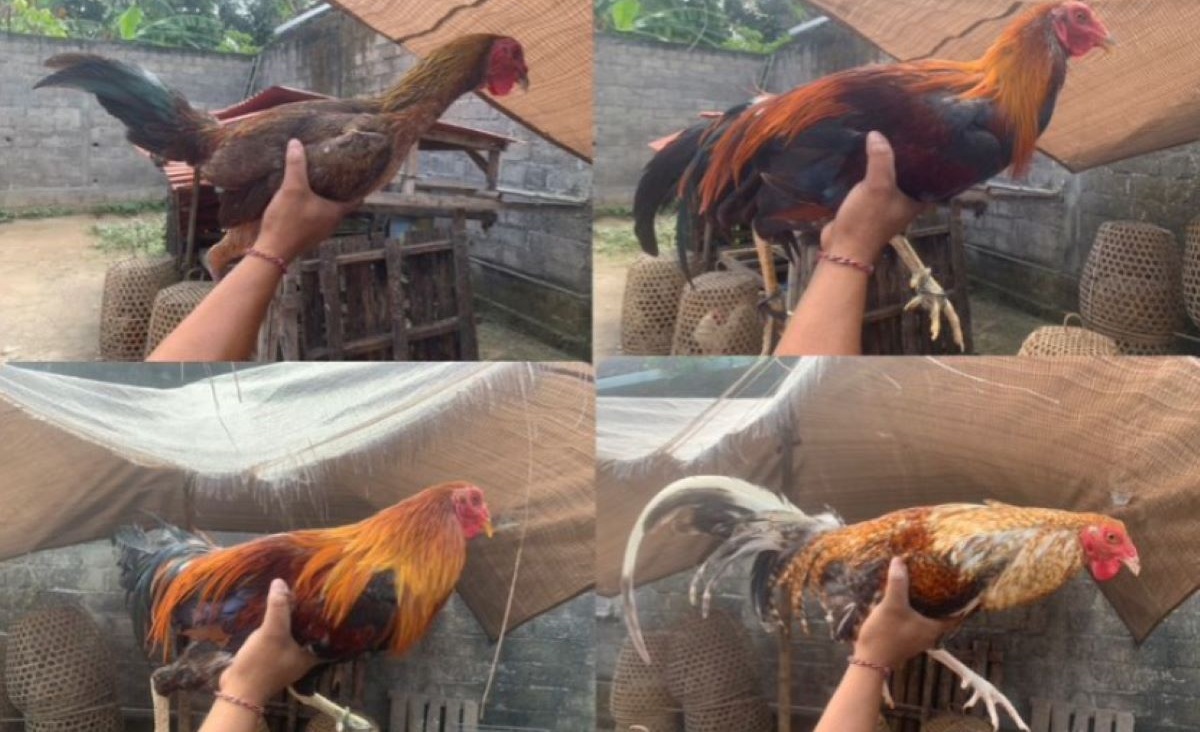Polsek Mengwi, Badung, Bali, mengamankan 10 ayam aduan sebagai barang bukti dalam kasus pencurian di wilayah Badung dengan tiga tersangka.