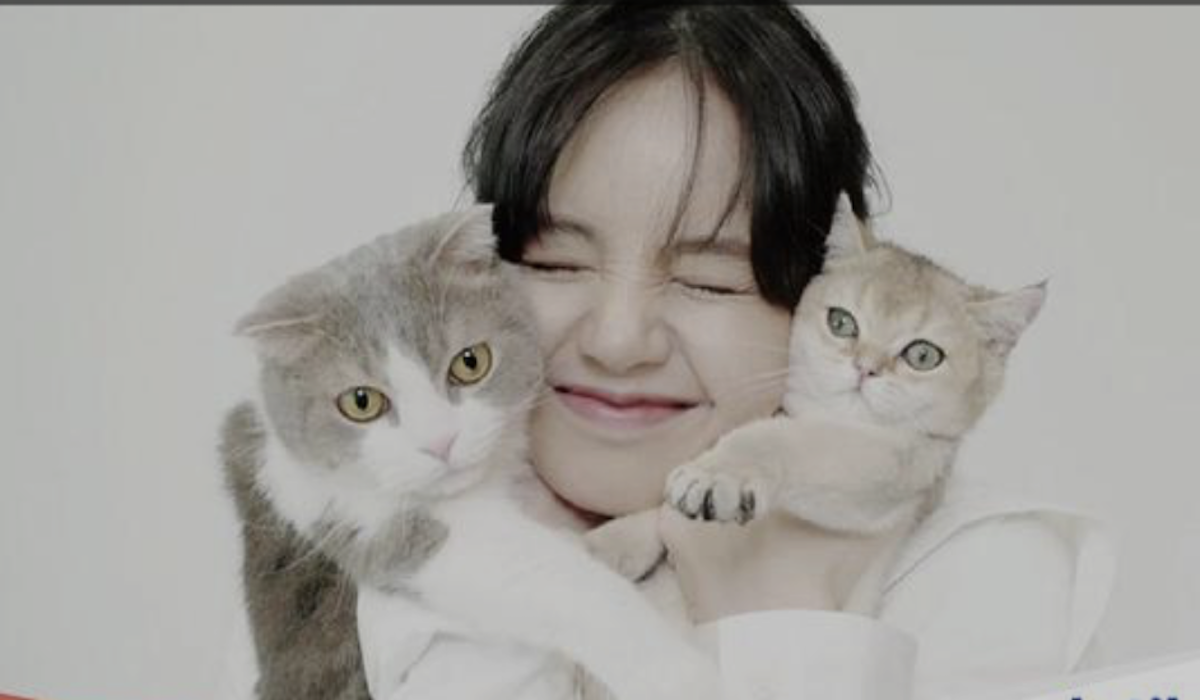 Kucing Seperti Apa yang Akan Kamu Pelihara Bareng Member NCT Dream?