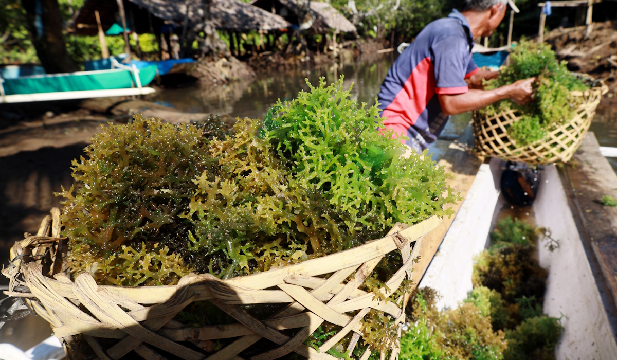 Ilustrasi: petani membawa hasil panen rumput laut menggunakan perahu di desa Bambu, Mamuju, Sulawesi Barat 