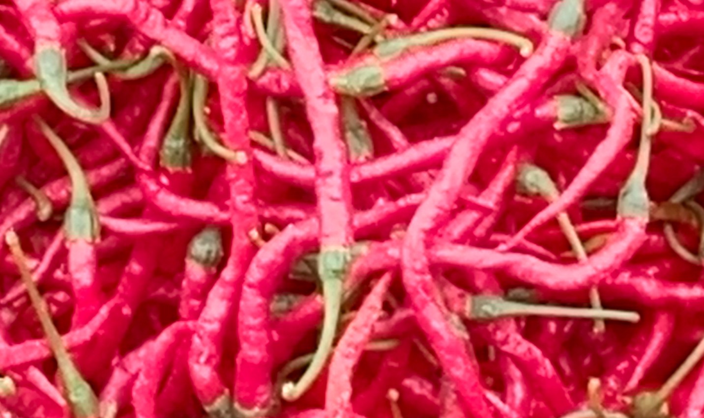 Harga cabai terus meroket akibat panen berkurang.