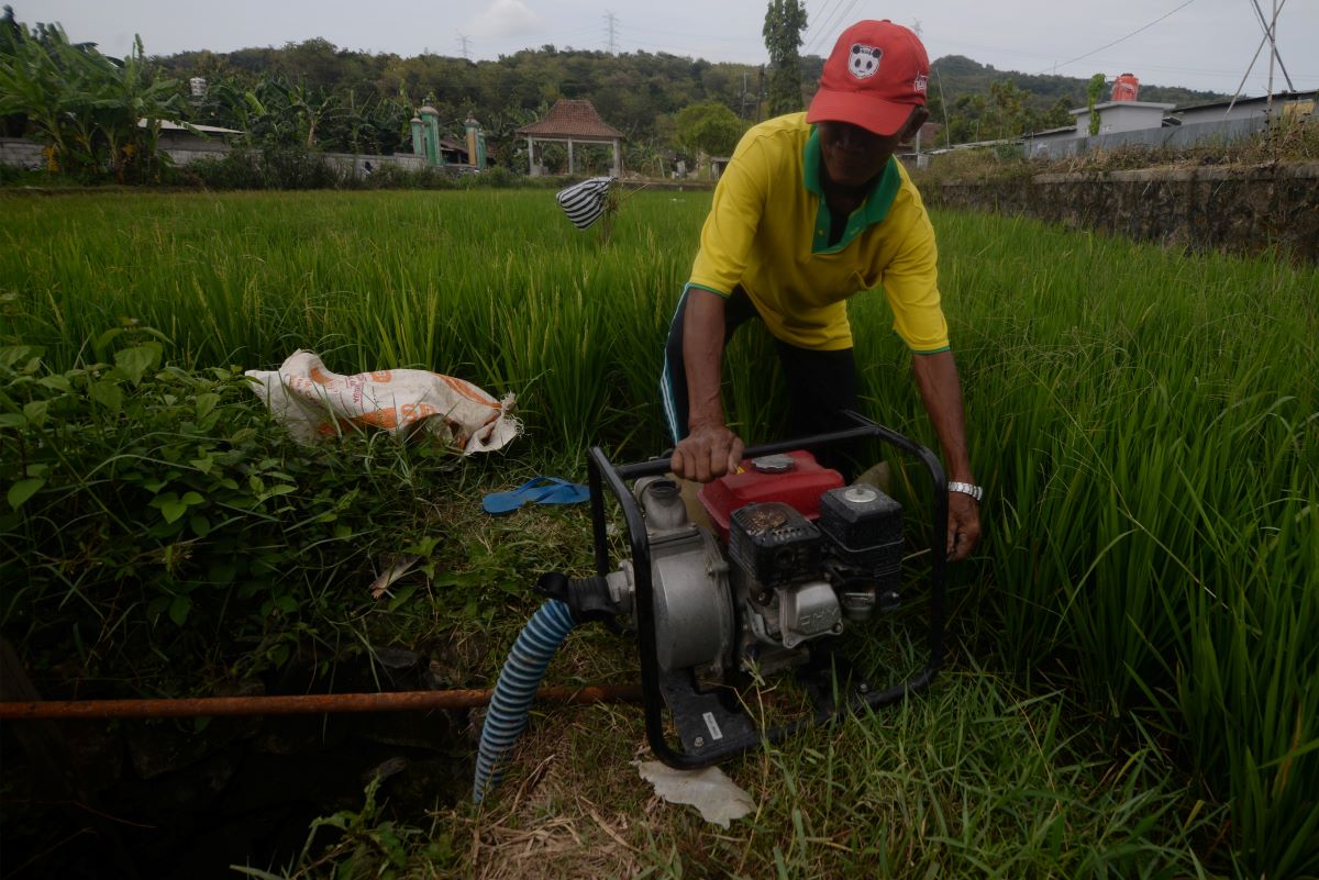 Petani menggunakan pompa air untuk mengairi sawah.