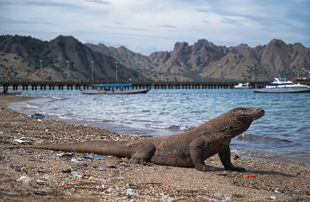 eekor komodo berada di habitatnya di Taman Nasional (TN) Komodo Loh Liang, Pulau Komodo, NTT.