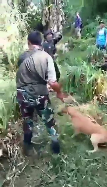 Penyiksaan anjing karena tidak mau berburu babi.