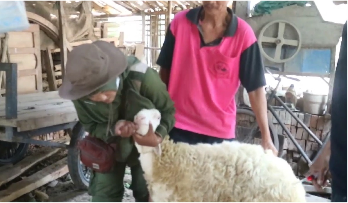 Dokter hewan sedang memberikan obat.