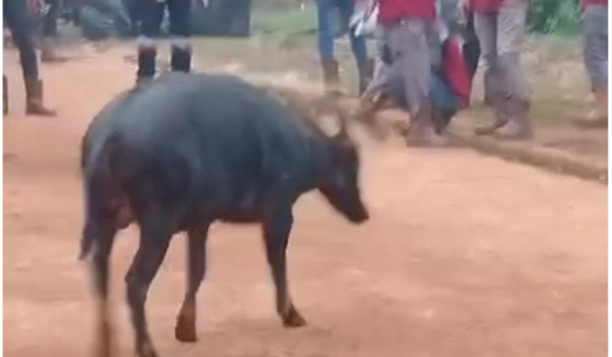 Anoa yang melewati area tambang nikel.